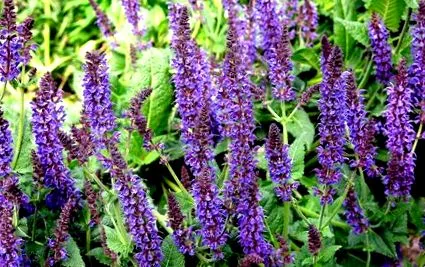 előny