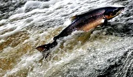 fish salmon
