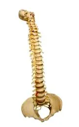 gerinc elmozdulása