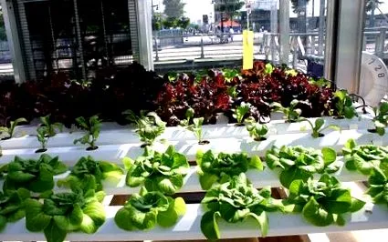 hidroponika mint