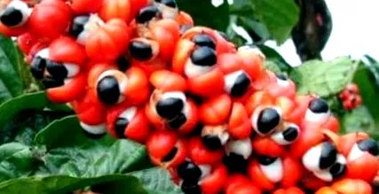 gazdagabb koffeinben