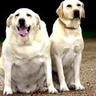 labrador fogyókúrával