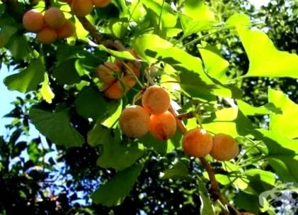 biloba kevéssé