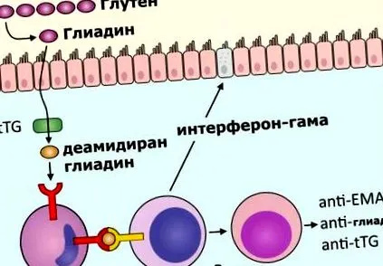 antitestek immunglobulin