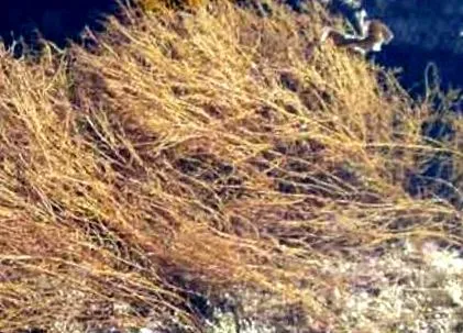 alga