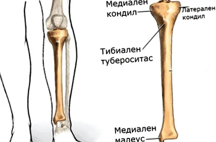fibula fiatalkori