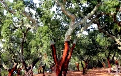 cinnamomum