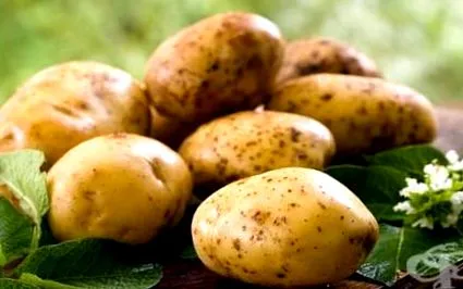 burgonya burgonya