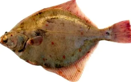 tulajdonságok tulajdonságok