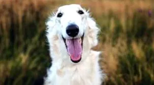 orrú kutya