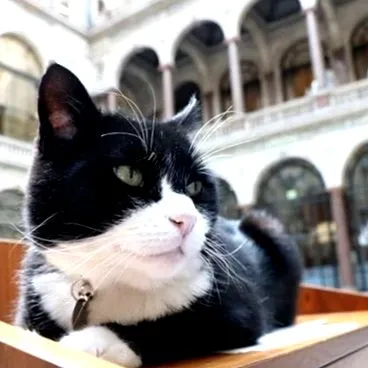betegszabadság palmerston