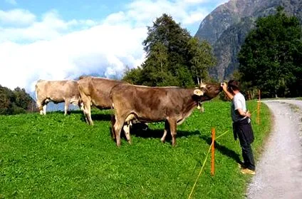 magas lázzal