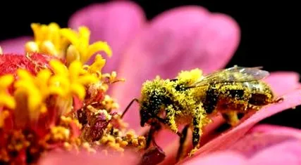 pollen immunitáshoz
