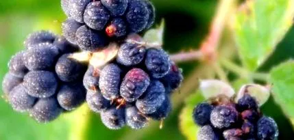 blackberry blackberry