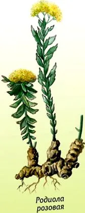 rhodiola