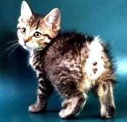 bobtail