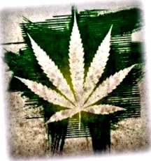 marihuána kannabisz