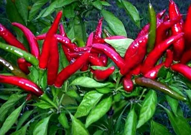 paprika paprika