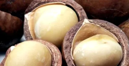 macadamia tény