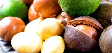 macadamia macadamia