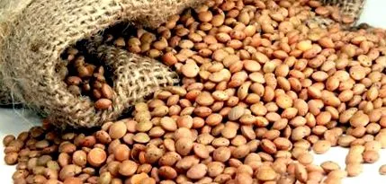 lencse segít lentil