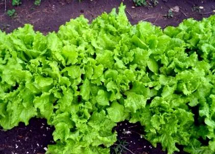 csontok fogak