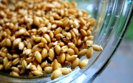 Triticum monococcum fehér hajtás