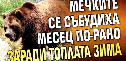 ébredtek medvék