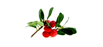 ursi