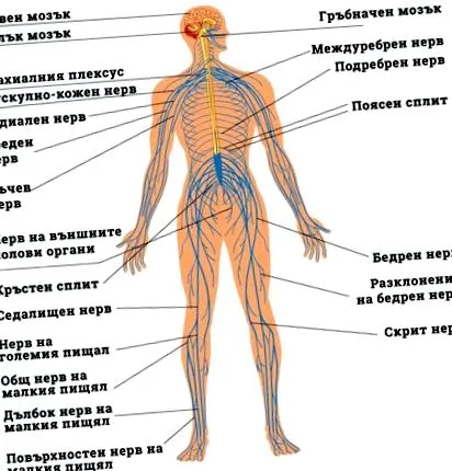 idegrendszeri
