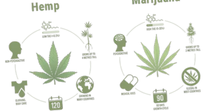 amit cbd-ről