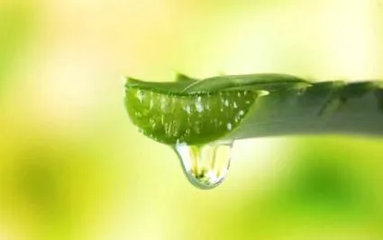 aloe verával