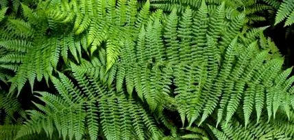 diagnozata fern
