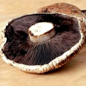 receptek portabello