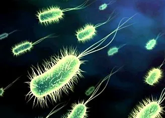 étrend probiotikus