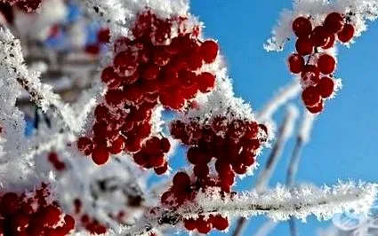 viburnum egészségügyi