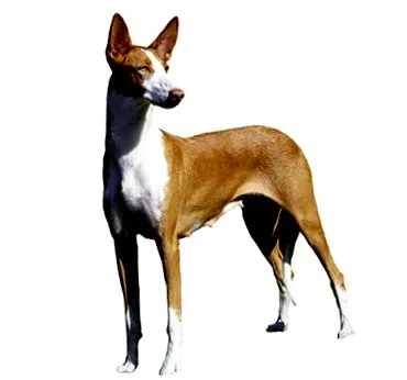 rövidszőrű