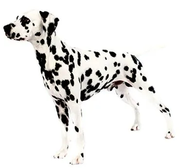kell lennie purina
