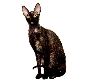 purina Cornish macskák