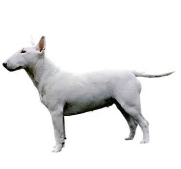 purina