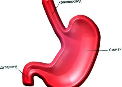 Helicobacter pylori gyomor