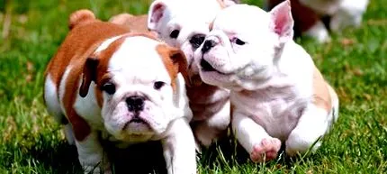 bulgária eukanuba