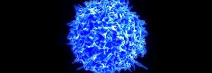 immunsejtek elleni