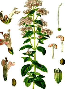 online oregano