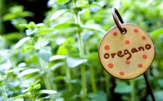 gyógynövény oregano
