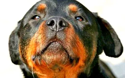 rottweiler