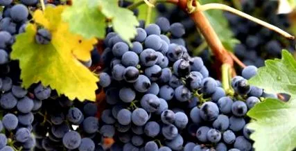 ételek resveratrol