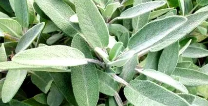 salvia