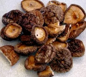 bb-team Shiitake szedésének