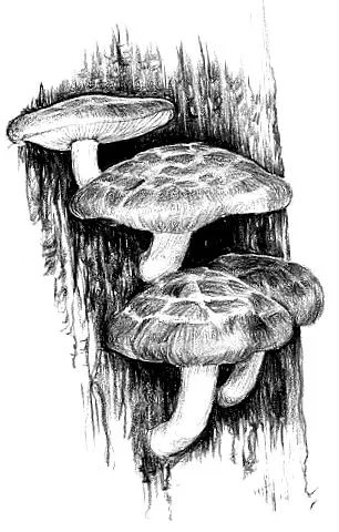 elixir shiitake